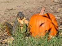 Squirrel2.jpg
