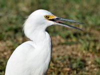 Egret.jpg