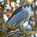 BlackHeron4.jpg
