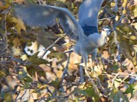 BlackHeron2.jpg