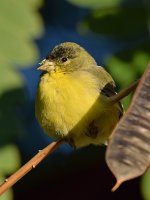Finch2.jpg