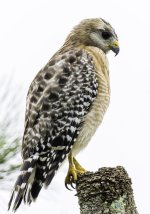 IVA_7469-Edit.jpg