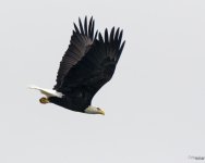 Eagle2.jpg
