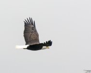 Eagle4.jpg