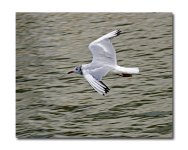 DSC_9306.jpg