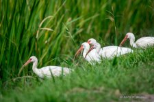 D71_7350-Edit.jpg