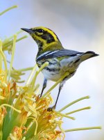 TownsendsWarbler2.jpg