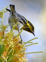 TownsendsWarbler.jpg