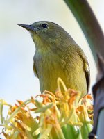 OrangeCrownWarbler.jpg