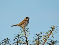 DSC_0927.jpg