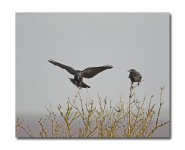 DSC_0418.jpg