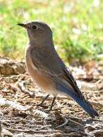 Bluebird.jpg