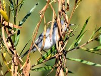 BlueGrayGnatCatcher.jpg