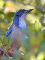 ScrubJay3.jpg