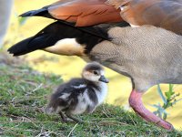 Goose.jpg