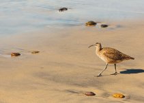 11 November 2015 - Just Us Chickens.jpg