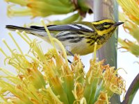 TownsendsWarbler7.jpg