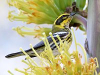 TownsendsWarbler2.jpg