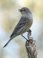 YellowRumpWarbler4.jpg