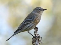 YellowRumpWarbler3.jpg