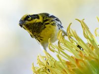 TownsendsWarbler3.jpg