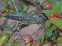 Hummer.jpg