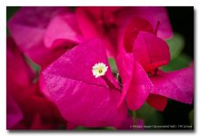 blossom-white.jpg