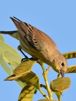 YellowRumpWarbler5.jpg