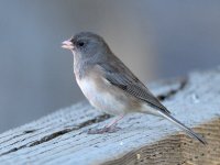 Junco.jpg