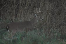 buck 1.jpg