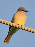 Kingbird5.jpg