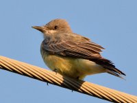 Kingbird3.jpg