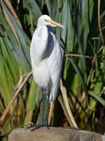 Egret3.jpg