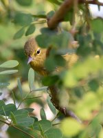 OrangeCrownWarbler.jpg