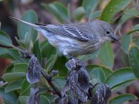 YellowRumpWarbler3.jpg