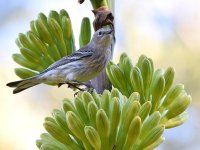 YellowRumpWarbler.jpg