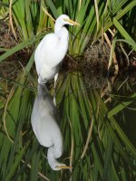 Egret2.jpg