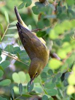 OrangeCrownWarbler2.jpg
