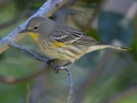 YellowRumpWarbler4.jpg