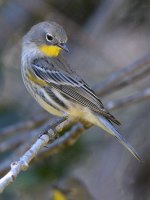 YellowRumpWarbler7.jpg