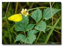 yellow-one.jpg