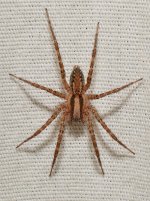 Spider.jpg