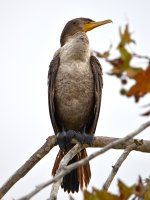 Cormorant.jpg