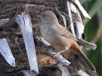 Towhee.jpg