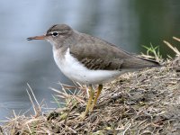 Sandpiper.jpg