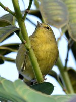OrangeCrownWarbler.jpg
