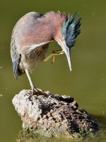 GreenHeron4.jpg
