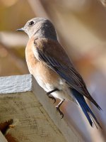 Bluebird.jpg