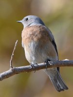 Bluebird3.jpg