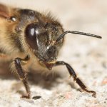 Bee.jpg